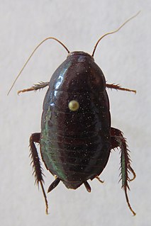 Lamproblattidae