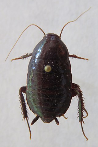 <span class="mw-page-title-main">Lamproblattidae</span> Family of cockroaches