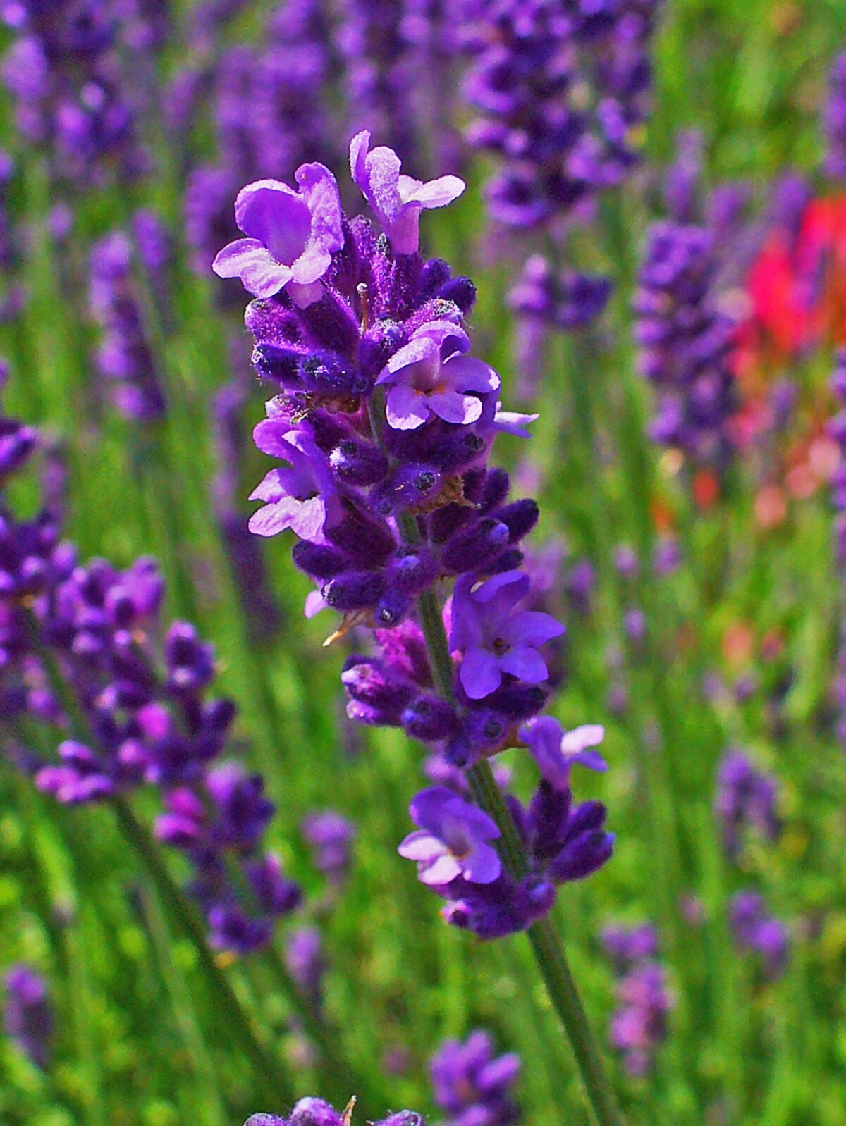 Image result for lavandula angustifolia wikipedia