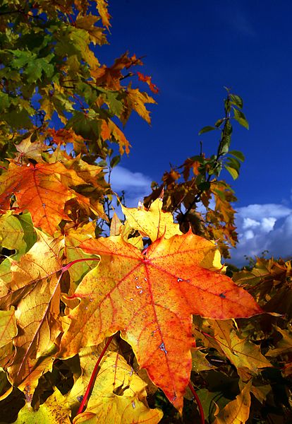 File:Leaves II (4439983303) (2).jpg