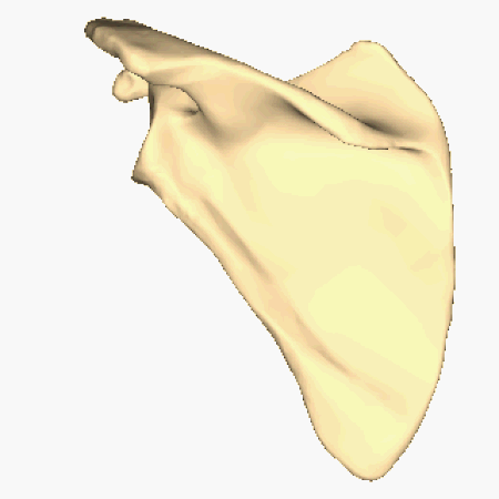 Tập_tin:Left_scapula_-_close-up_-_animation_-_stop_at_posterior_surface.gif