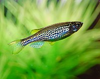 Leopard Danio (4050116019).jpg