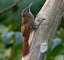 Lepidocolaptes layardi - Layard's Woodcreeper; Parauapebas, Para, Brazil (cropped).jpg