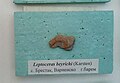 Leptoceras beyrichi (Karsten), Upper en:Barremian, en:Brestak, (Coll. St. Breskovski) at the en: Sofia University "St. Kliment Ohridski" Museum of Paleontology and Historical Geology