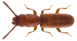 Leptophloeus clematidis