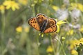 * Nomination A female Lesser Fiery Copper (Lycaena thersamon). Adana - Turkey. --Zcebeci 08:27, 12 April 2016 (UTC) * Promotion Good quality. --Johann Jaritz 09:43, 12 April 2016 (UTC)