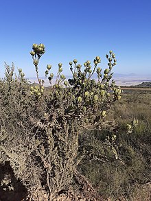 Leucadendron diemontianum 58266382.jpg