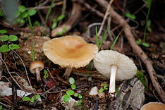 Leucoinocybe httpsuploadwikimediaorgwikipediacommonsthu