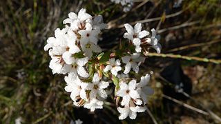 <i>Leucopogon microphyllus</i> Species of flowering plant