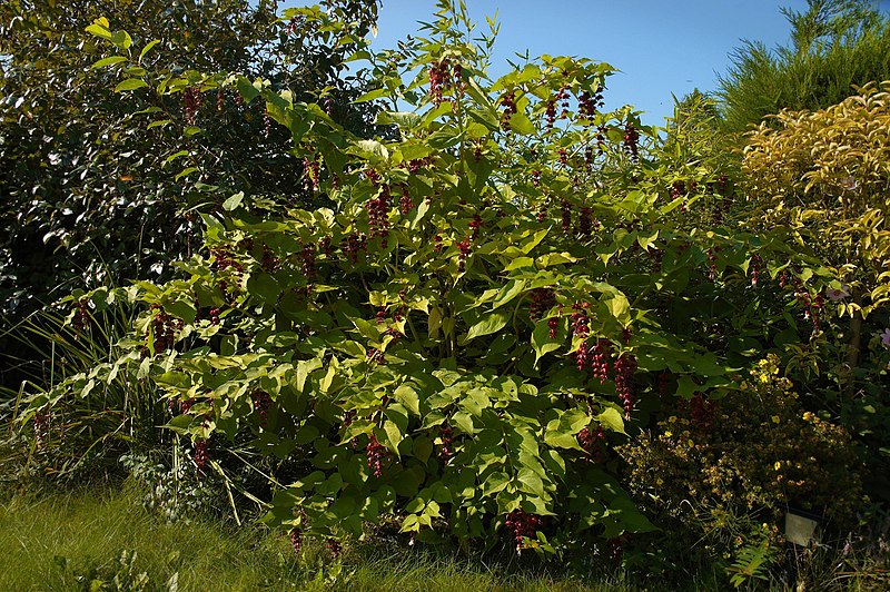 File:Leycesteria formosa D.jpg