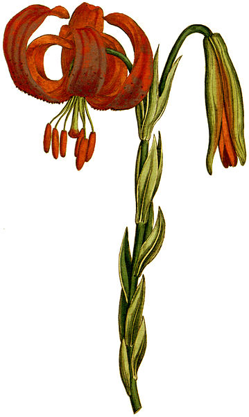 File:Lilium chalcedonicum 1787.jpg