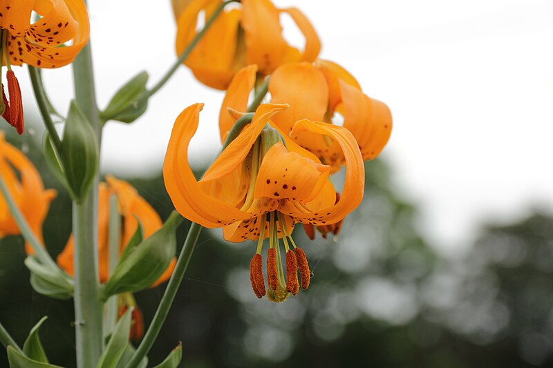 File:Lilium columbianum-IMG 4309.jpg