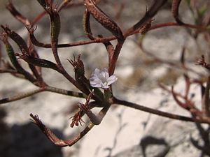 Limonium virgatum * Statice virgata.jpg