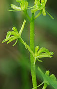 Liparis loeselii - Flowers 01.jpg