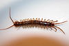 Lithobius forficatus.jpg