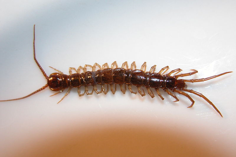 File:Lithobius forficatus.jpg