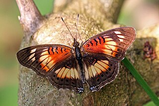 <i>Junonia sophia</i>