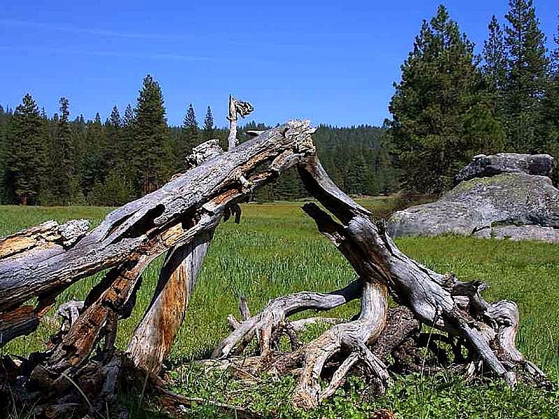 File:Logs meadows.jpg