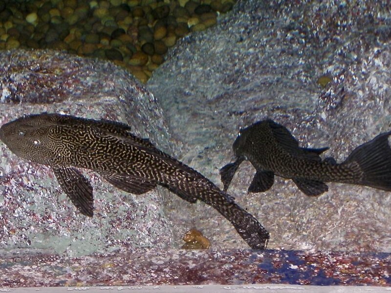 File:Loricariidae Pterygoplichthys pardalis 1.jpg