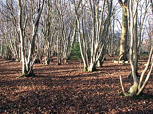 Lower Wood Nature Reserve - coppiced trees - geograph.org.uk - 1614914.jpg By Evelyn Simak via Wikimedia Commons. CC BY-SA 2.0