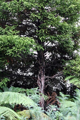 Young 'kawaka' tree. Lplumosa877.jpg