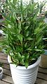 Lucky Bamboo (Dracaena braunii) 3.jpg