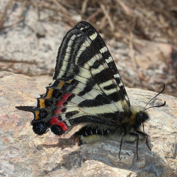 File:Luehdorfia japonica side s2.JPG