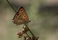 Lycaena asabinus Anatolian Fiery Copper Anadolu Ateşgüzeli