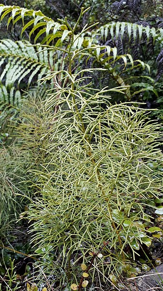 File:Lycopodium deuterodensum inat2.jpg