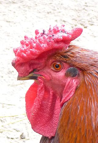 <span class="mw-page-title-main">Derbyshire Redcap</span> Breed of chicken