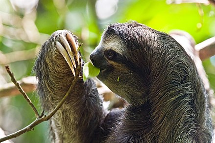 A three toed sloth in Cahuita National Park