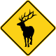 Elk