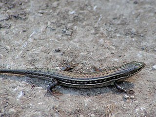 Bridled mabuya species of reptile