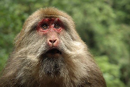 Khỉ đuôi ngắn Tây Tạng