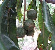 Macadamia tetraphylla