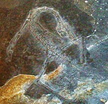 MSNM BES SC11, a fossil of a juvenile Macrocnemus bassanii Macrocnemus bassanii 2.JPG