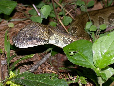 Sanzinia madagascariensis