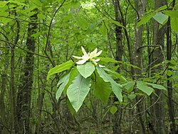 Magnoliafraseri rt1.jpg