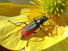 Malachius aeneus (Melyridae sp.) ، Texel ، هلند - 3.jpg