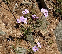 Malcolmia flexuosa