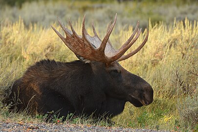 Дорослий самець лежить у Єлловстонському національному парку у США.
