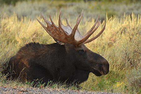 Orignal couché dans le parc national de Yellowstone aux États-Unis.