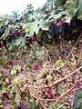 Malvasia grapes 2.jpg