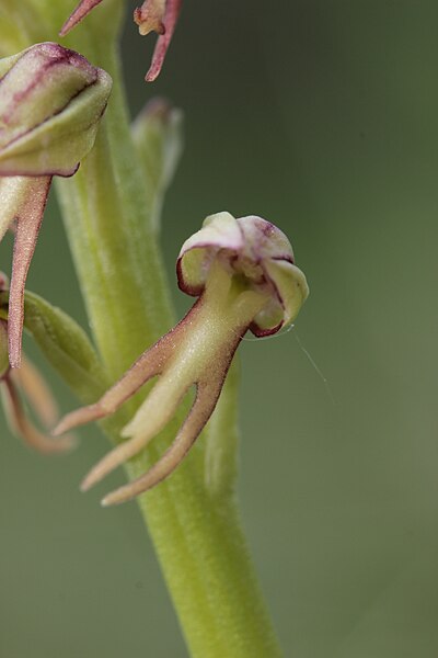 File:Man Orchid - Aceras anthropomorphum (16558249683).jpg