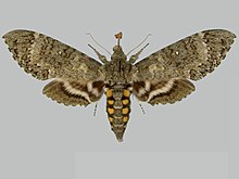 Manduca mossi BMNHE273563 ayol up.jpg