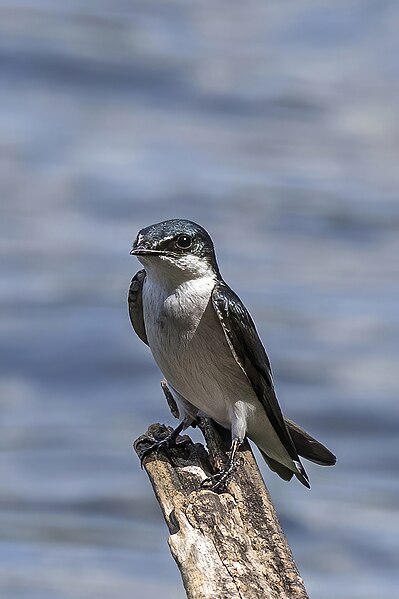 File:Mangrove swallow (Tachycineta albilinea) Peten 2.jpg