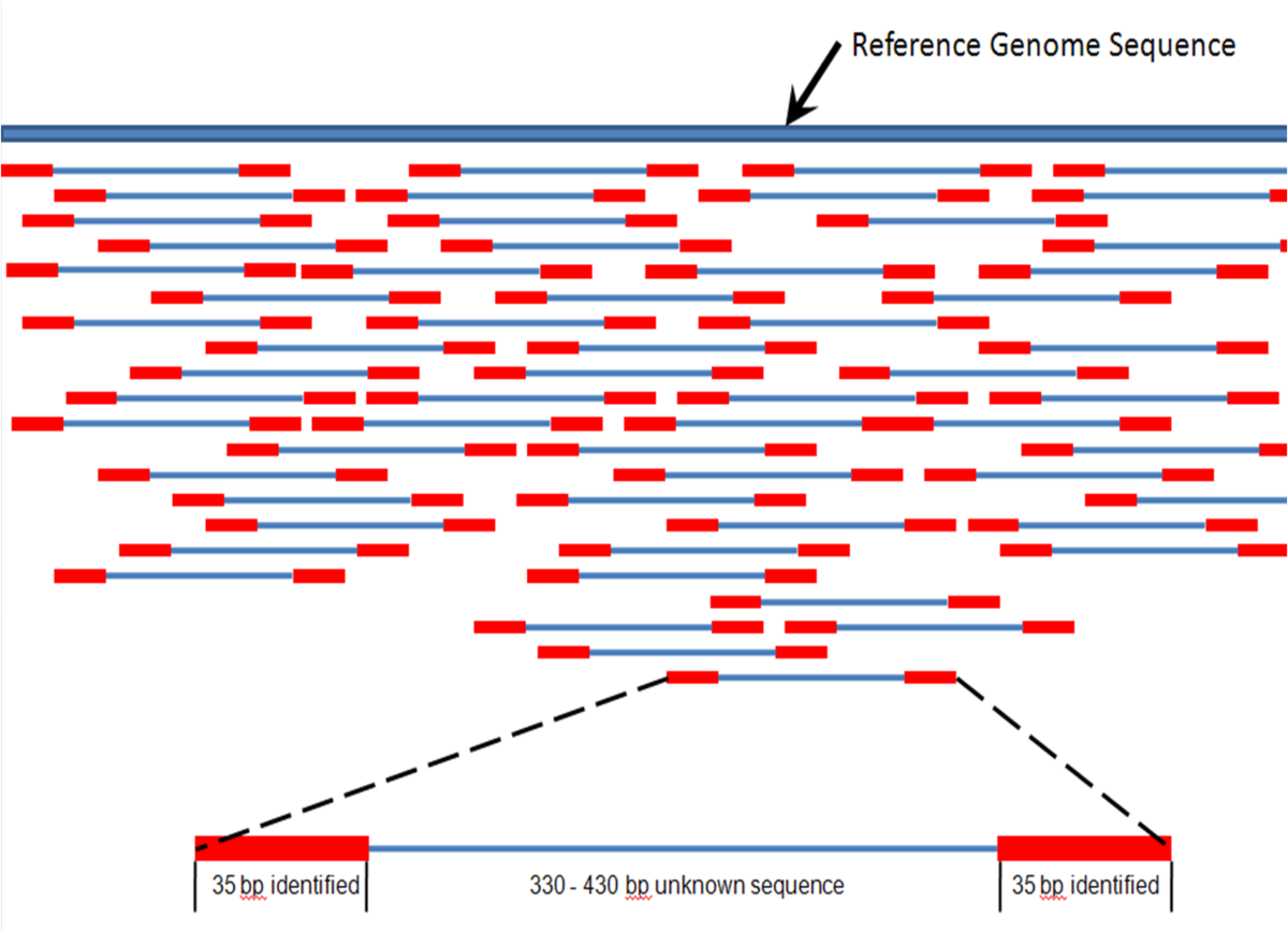 File mapping c. DNA NGS. Paired-end sequences. Reads sequencing. Genome NGS alignment.