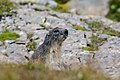 * Nomination Juvenile Alpine marmot (Marmota marmota) in High Tauern National Park, Carinthia, Austria --Uoaei1 05:00, 30 September 2022 (UTC) * Promotion  Support Good quality.--Famberhorst 05:48, 30 September 2022 (UTC)