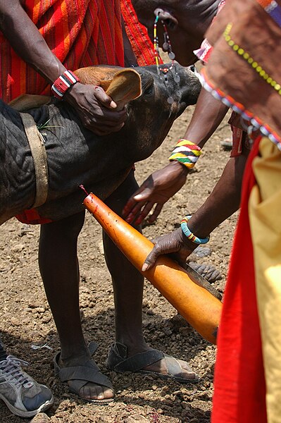 File:Masai initiation rite ceremony - by Frédéric Salein.jpg