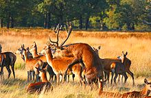 Red deer mating in Richmond Park Mating Red Deer.jpg